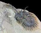 Walliserops Trilobite - Exceptional Shell Quality #64916-3